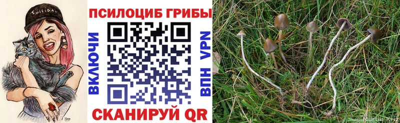Псилоцибиновые грибы мицелий  магазин продажи наркотиков  Чернушка 